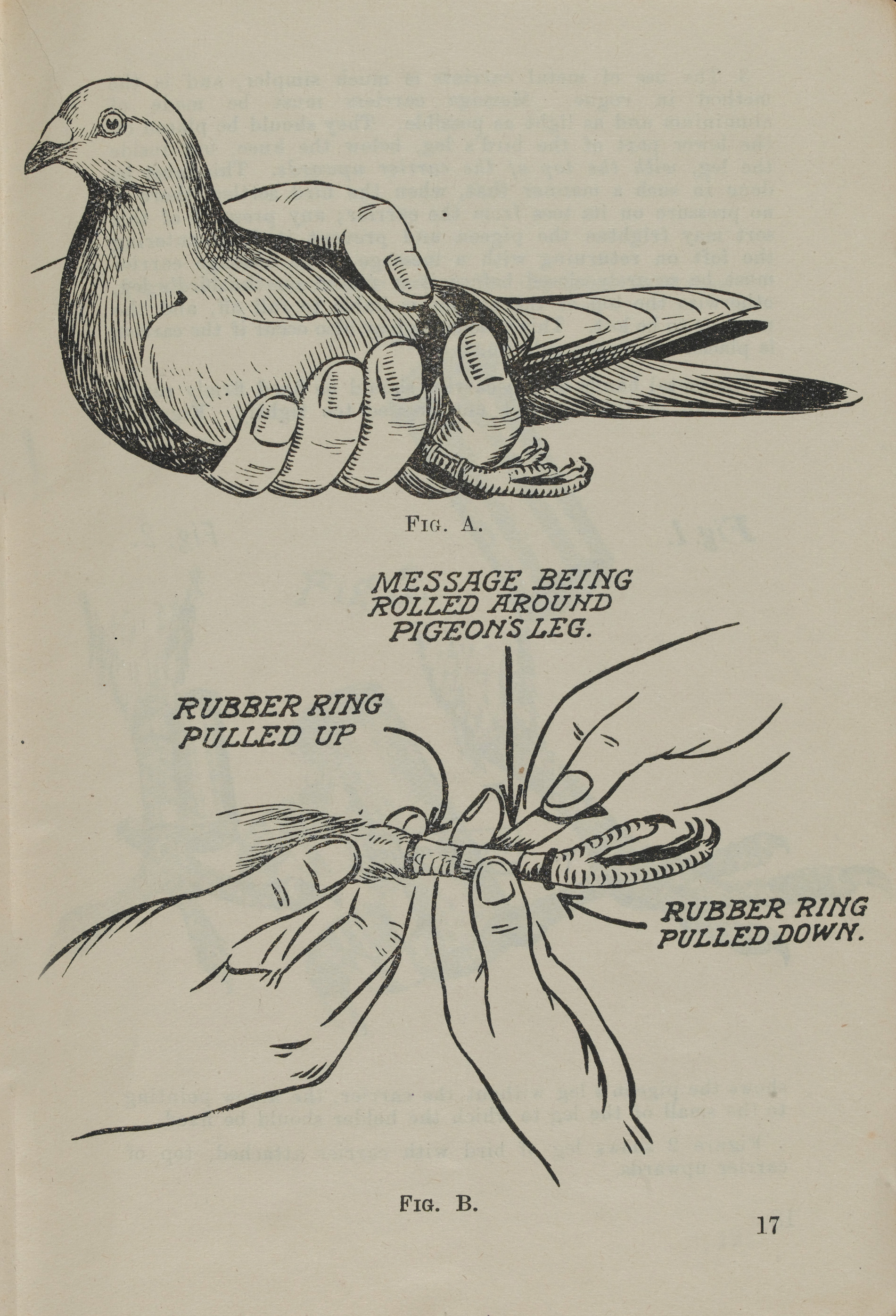 This page from ‘Carrier Pigeons in War’ shows how to tie a message around a bird’s leg.