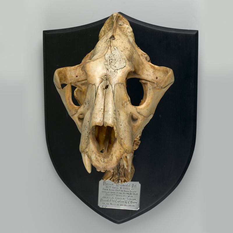 Mounted skull of Plassey the Tiger, 1877