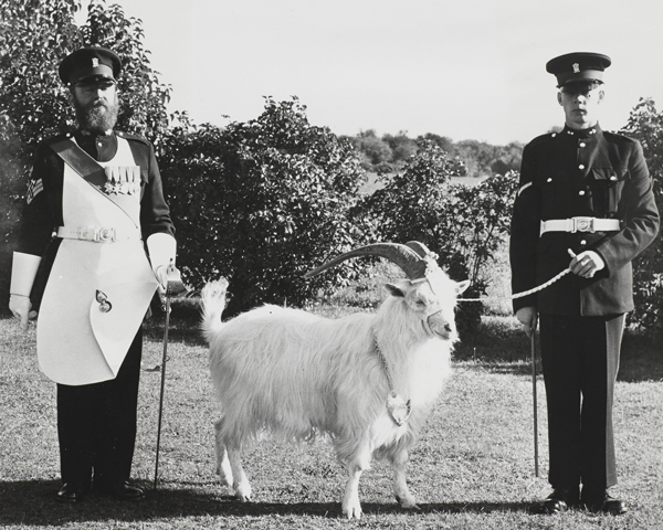 A regimental goat mascot of the Royal Welsh Fusiliers, with his Goat Major and farrier, 1950
