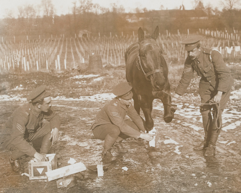 Army Veterinary Corps treating a wounded horse, c1916