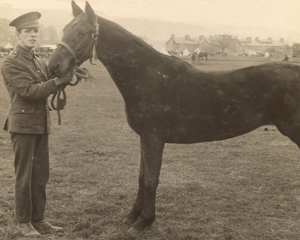 Inspecting a cavalry remount, 1914