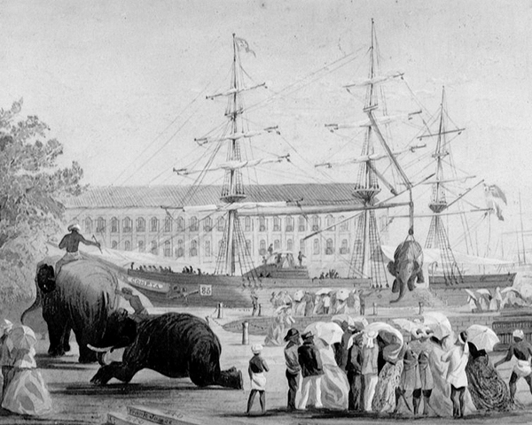 Loading elephants on to the ships for the expedition, 1868