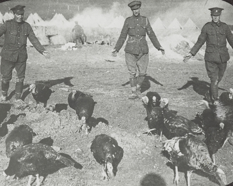 Turkeys reared for the mess, December 1916
