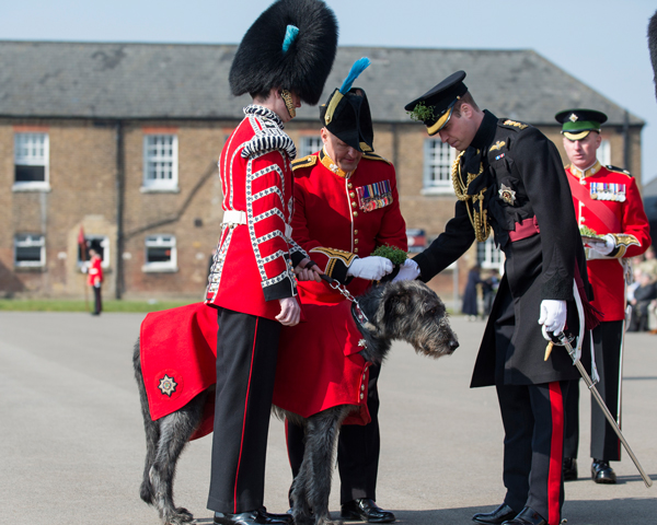 'Domhnall' the Irish Wolf Hound, mascot of the Irish Guards, meets the Duke of Cambridge, 2016