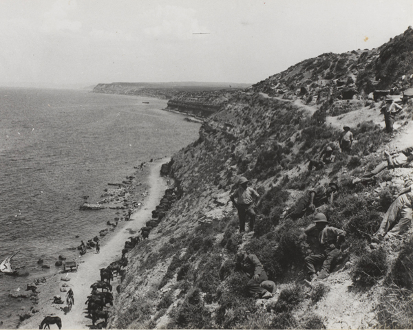 Horses picketed on the beach between Cape Helles and Gully Ravine, 1915