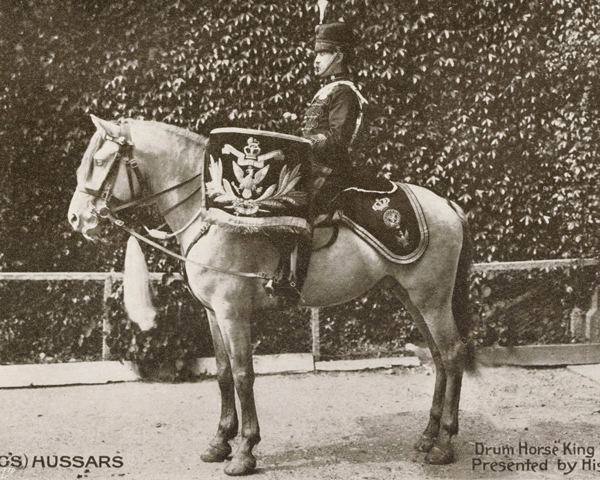 Drum Horse of the 14th (King's) Hussars, c1912