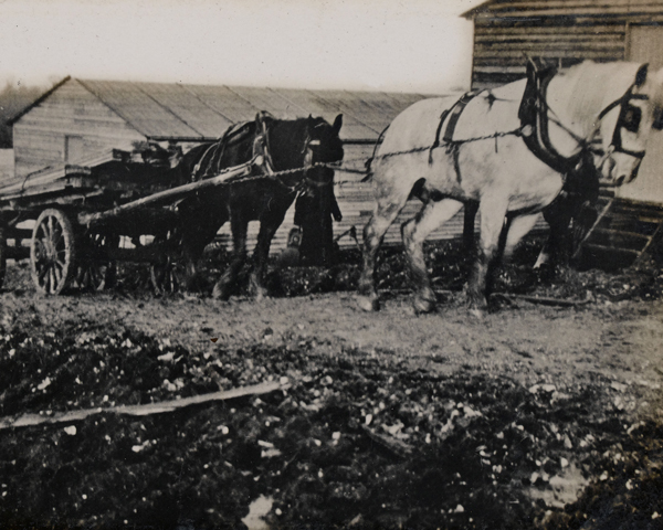 Horses pulling a wagon loaded with timber, c1916