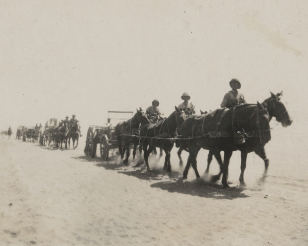 Horses pulling supplies across the desert in Palestine, 1917