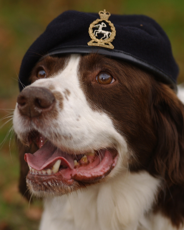 'Buster', an arms and explosive search dog, warded the Dickin Medal for gallantry, 2003