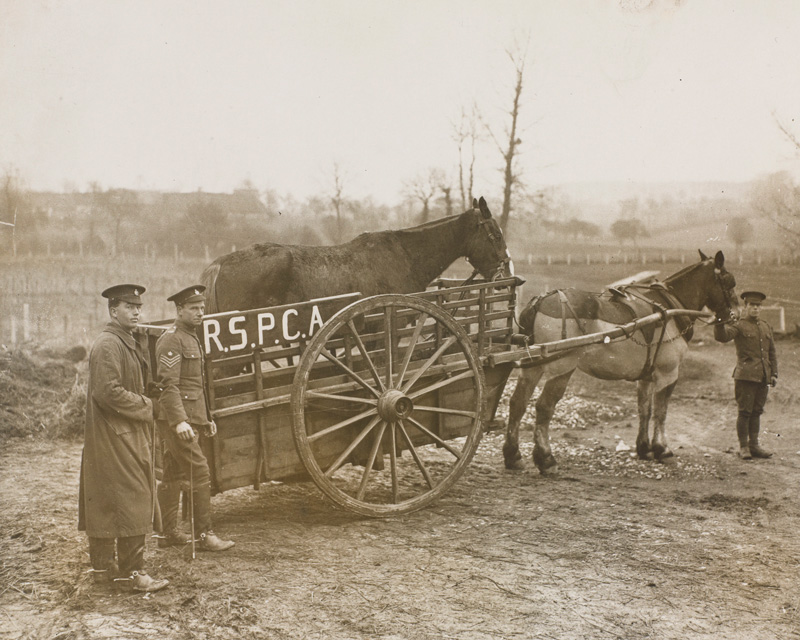 A horse float presented to Army Veterinary Corps by the RSPCA, c1915 