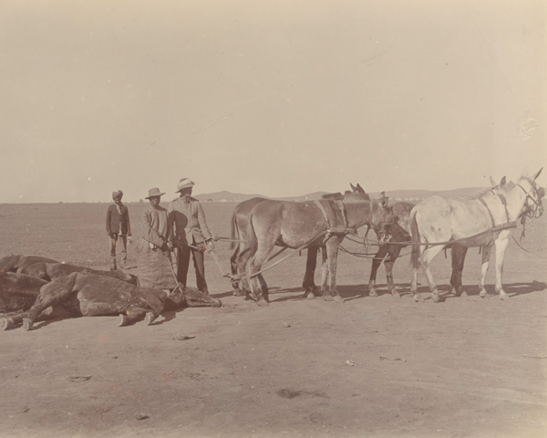 Dead and dying horses in South Africa, c1900