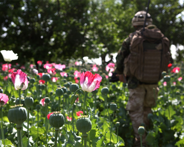 A soldier patrols in an Afghan opium poppy field, 2011
