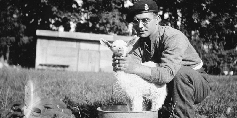 Soldier in a field bathing a baby goat, c1940