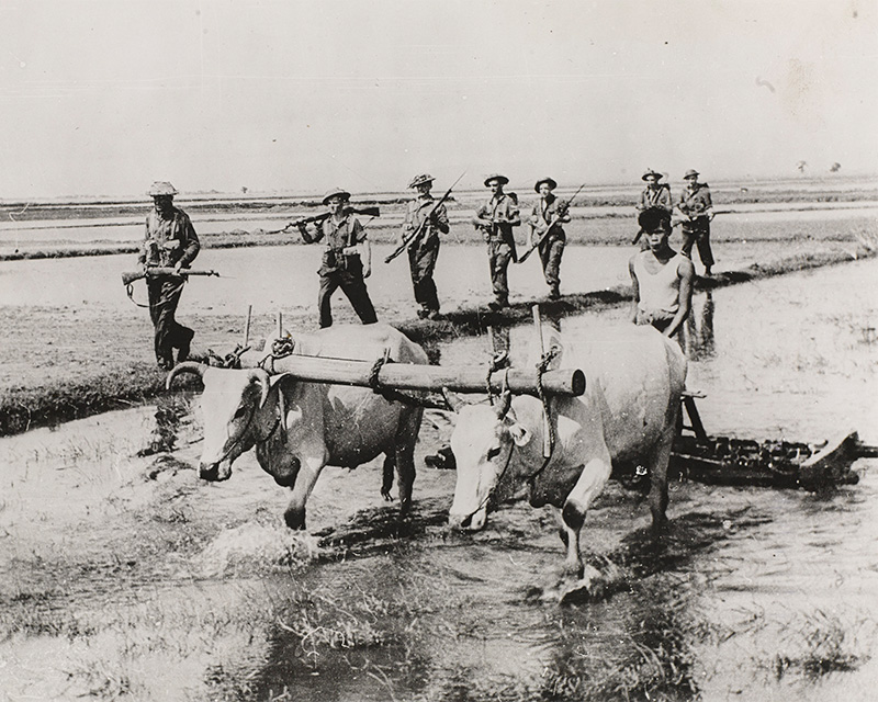 British troops patrol through a rice field as a farmer works with an ox team, Burma, July 1945
