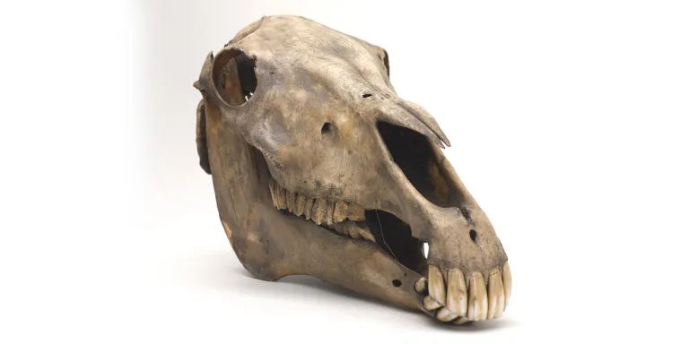 Marengo's skull