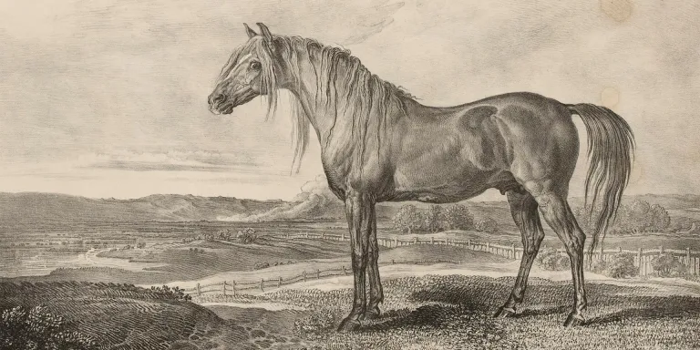 Copenhagen, the horse rode by the Duke of Wellington, 1824
