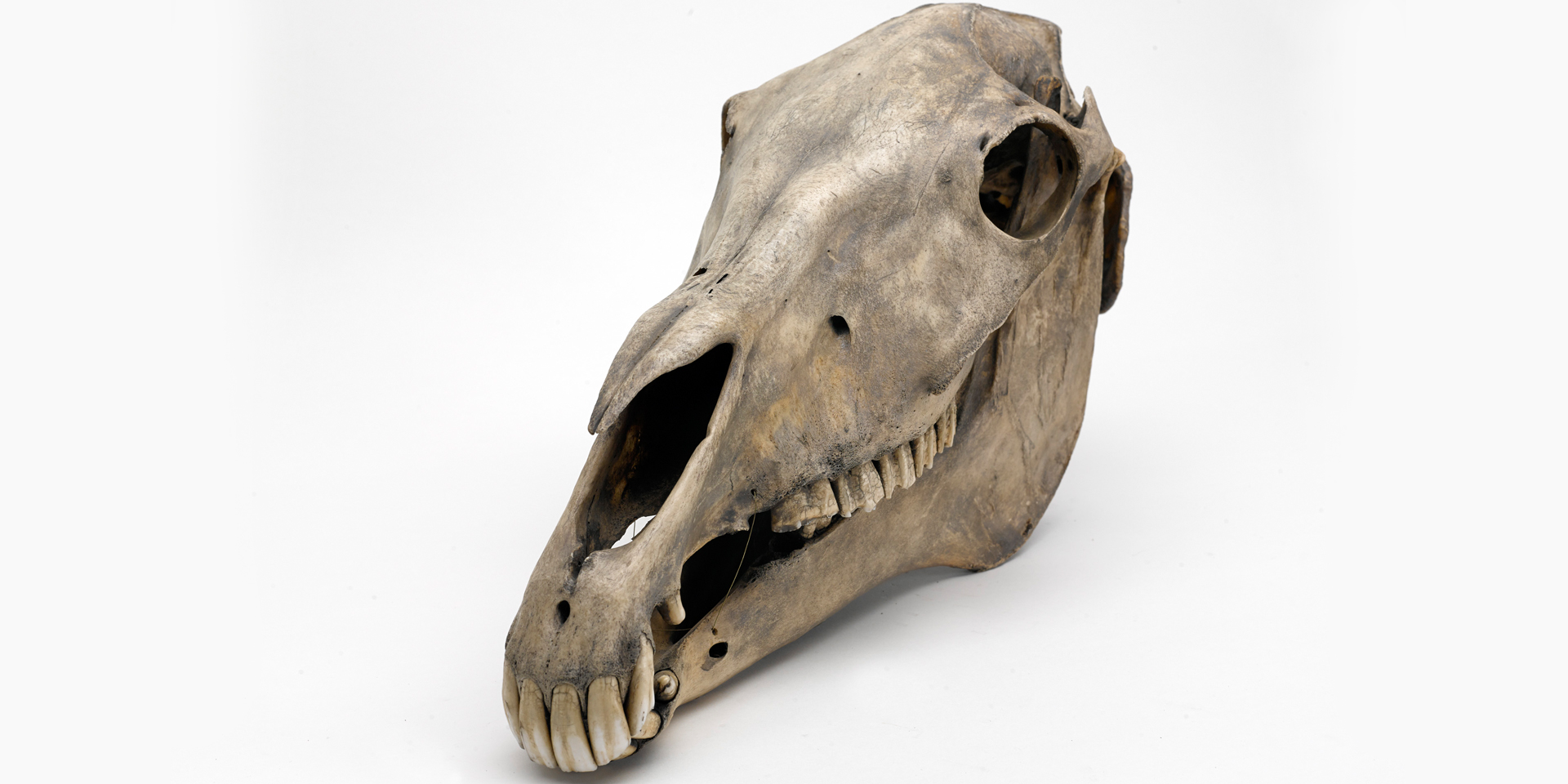 Marengo's skull