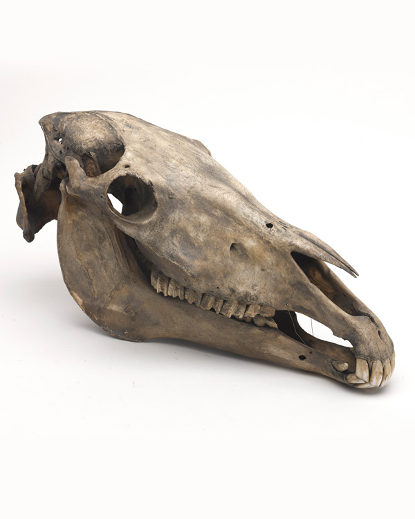 Marengo's Skull