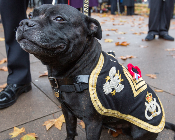 Watchman V at Remembrance day in 2015