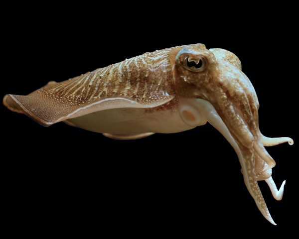 Sepia is the latin name for cuttlefish ©Hans Hillewaert