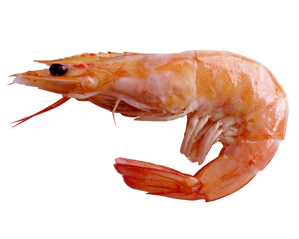 Chitosan is made from the shells of prawns and shrimps