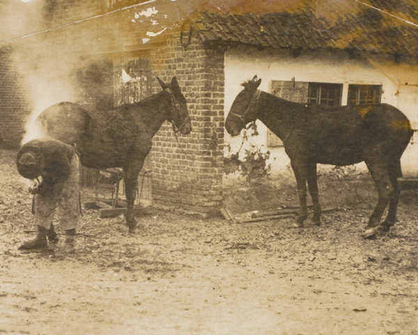 A New Zealand Expeditionary Force shoeing smith at work, 1916