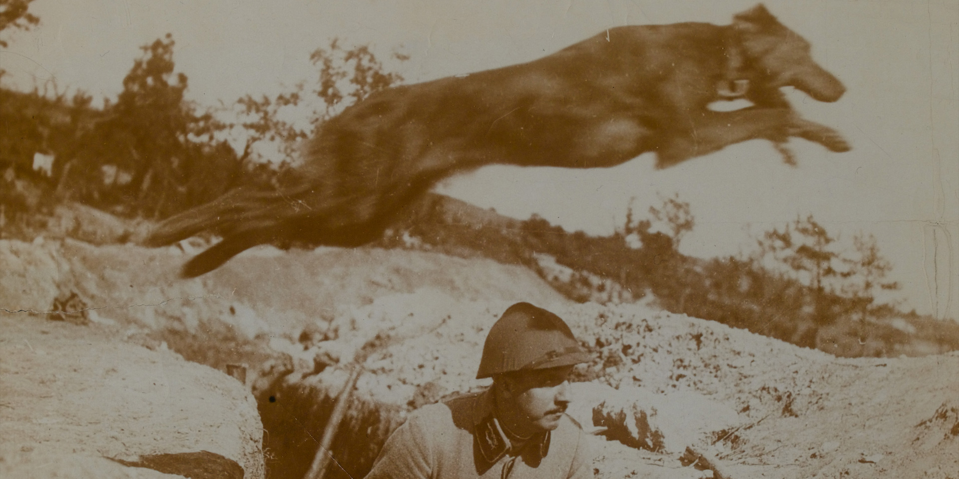 Message dog leaping over a trench, 1916