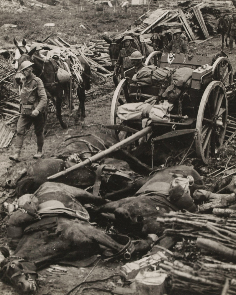 Dead horses, c1916