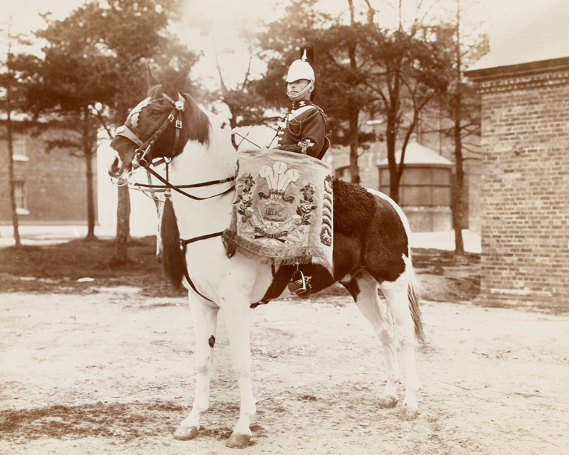 Drum horse, 3rd Prince of Wales’s Dragoon Guards, c1895