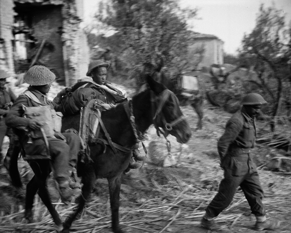 Gurkha wounded being evacuated by mule, Italy, 1943