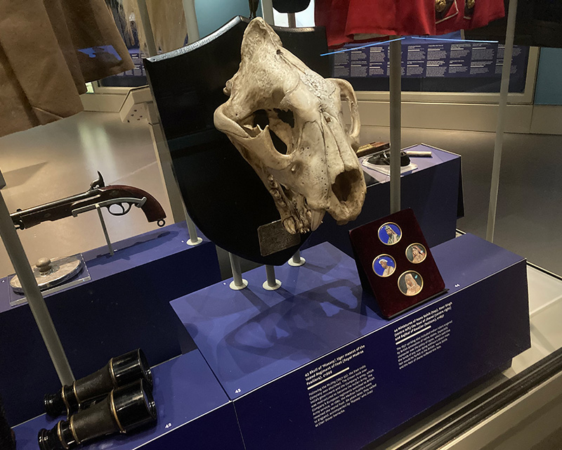 Skull of Plassey the tiger, mascot of the Royal Madras Fusiliers, in Global Role gallery