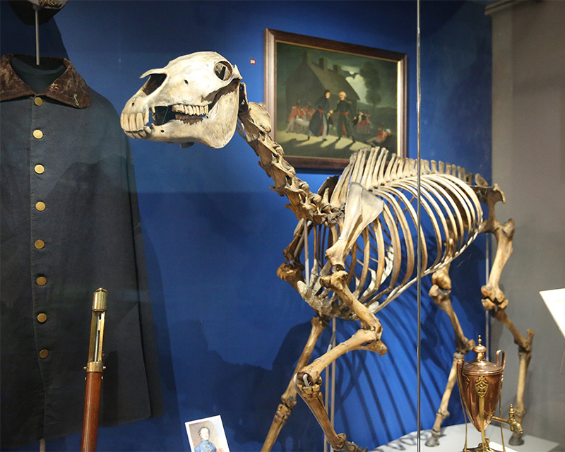 Skeleton of Marengo, one of Napoleon's horses, in the Conflict in Europe gallery