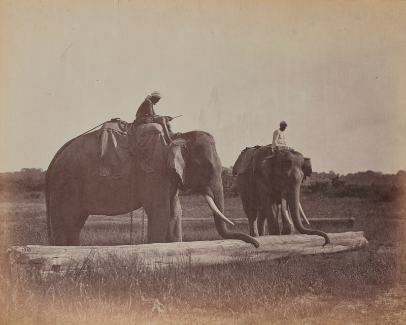 Elephants moving teak logs, Burma, c1880s