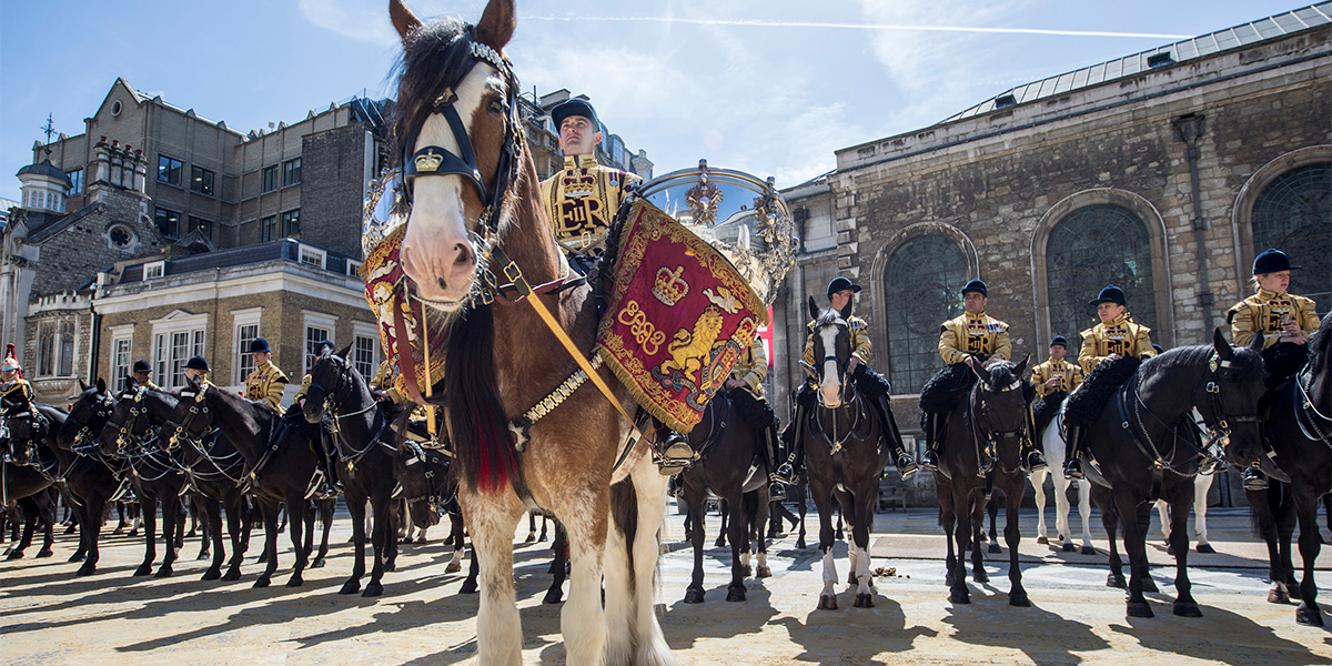 ‘Adamas’, a drum horse of the Household Cavalry, 2016