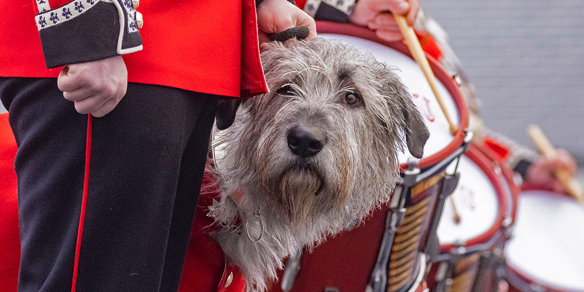 Seamus, Irish wolfhound mascot of the Irish Guards