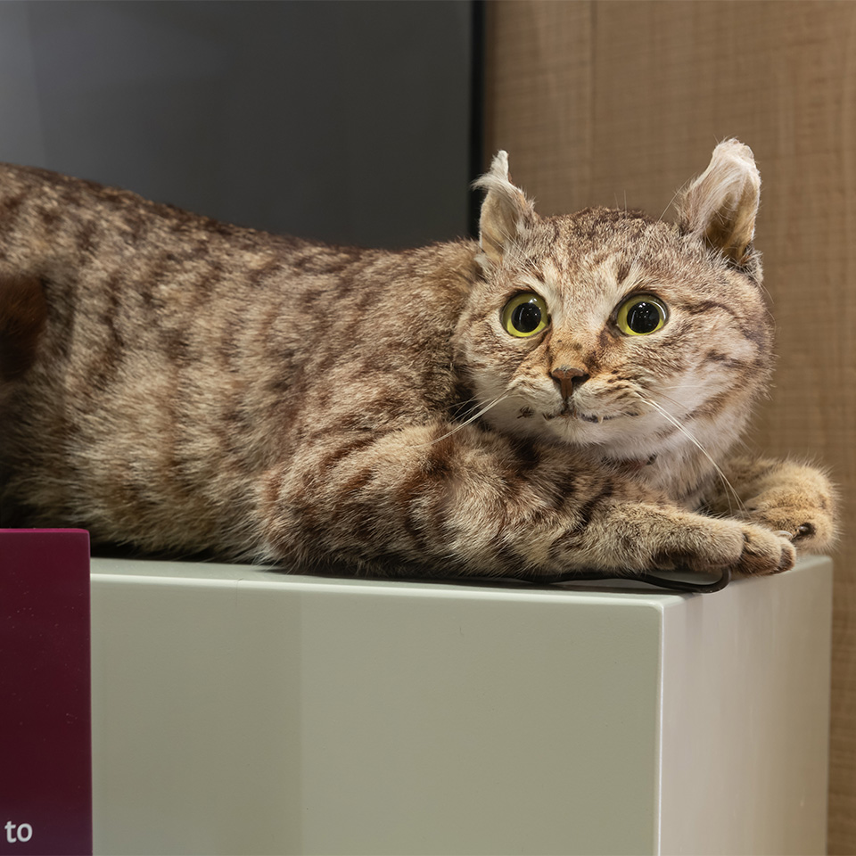 'Crimean Tom', a stuffed tabby cat, c1855