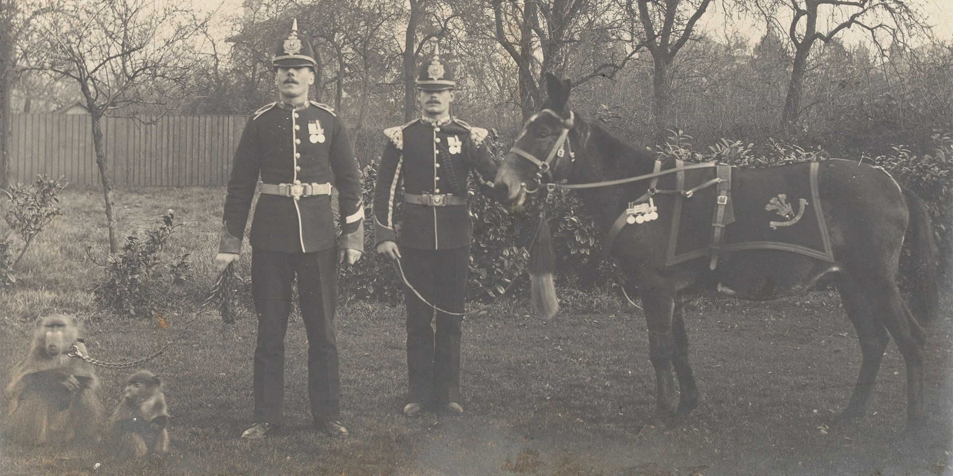 Jimson the Mule and Bob the Baboon, 1904