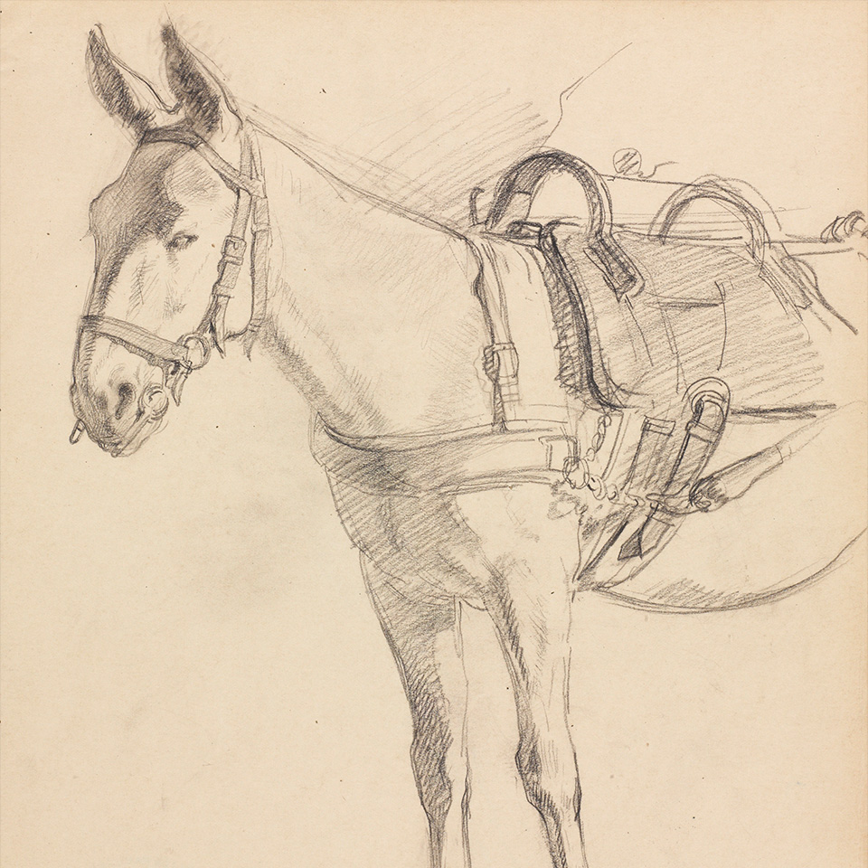 ‘Study of a Mule, 1915’