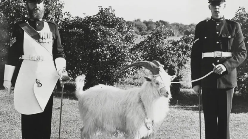 Goat mascot of the Royal Welsh Fusiliers, 1950s