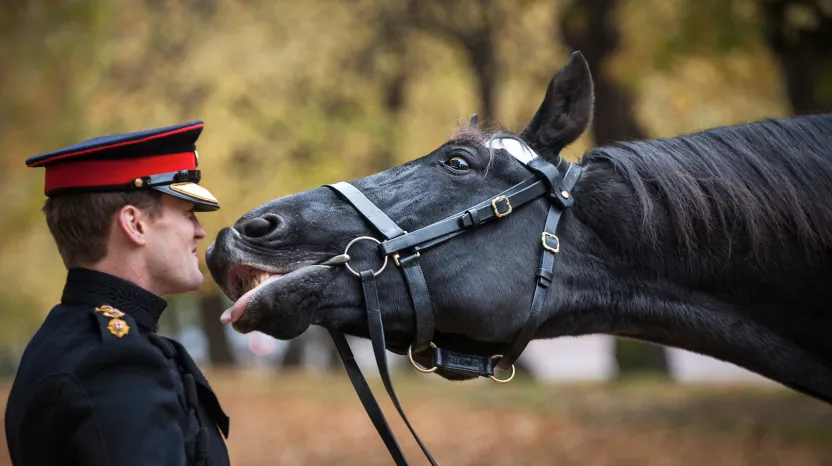 Thomas the cavalry horse, c2012