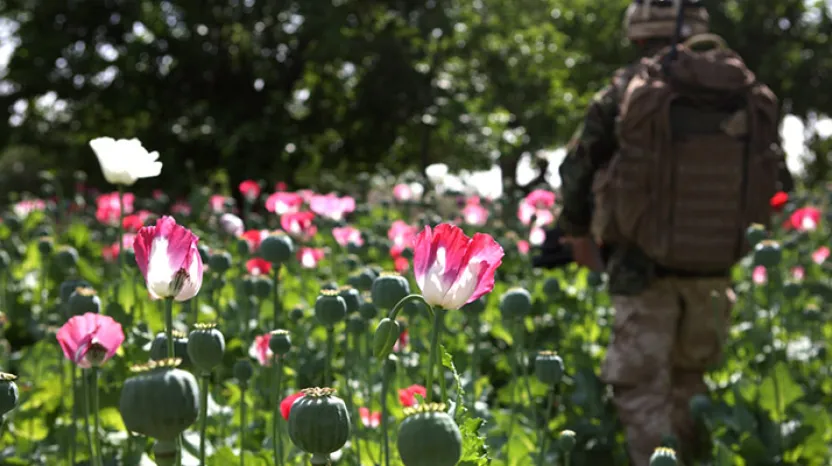 Soldier in Afghan poppy field, 2009