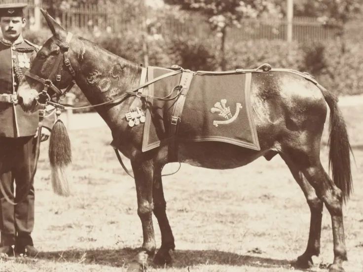 Jimson the mule