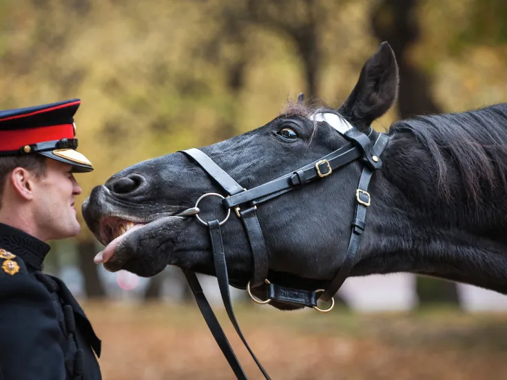 Thomas the cavalry horse, c2012