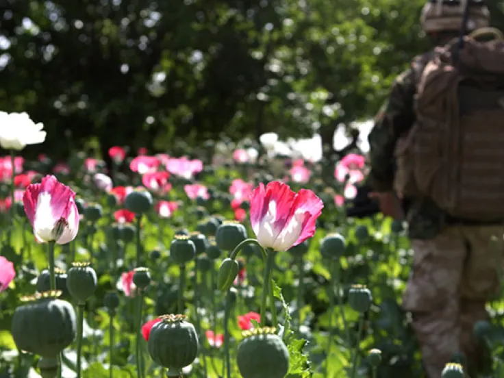 Soldier in Afghan poppy field, 2009