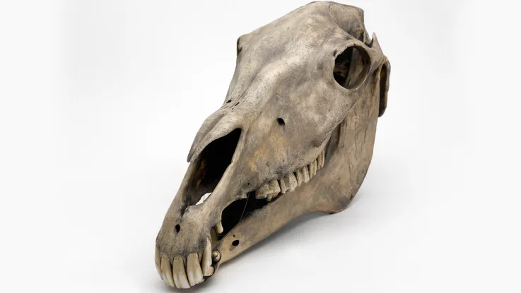 Marengo's skull