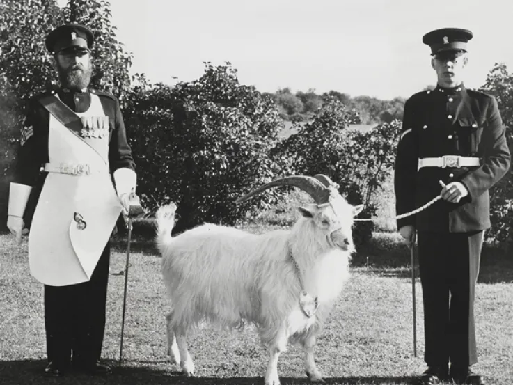 Goat mascot of the Royal Welsh Fusiliers, 1950s