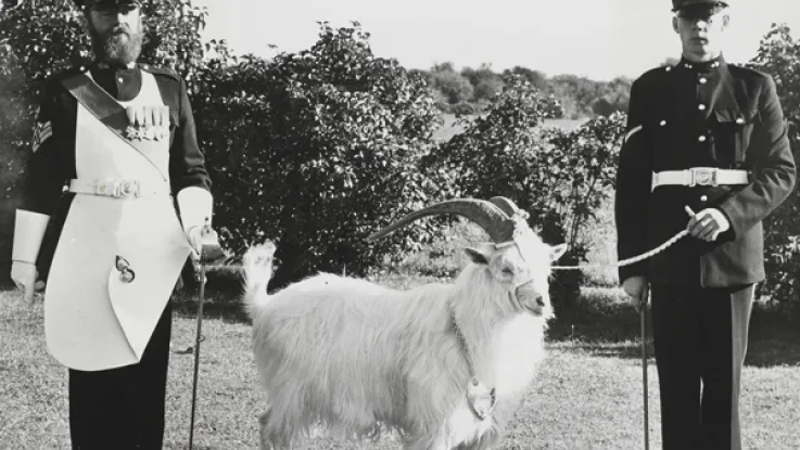 Goat mascot of the Royal Welsh Fusiliers, 1950s