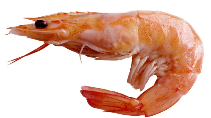 Prawn