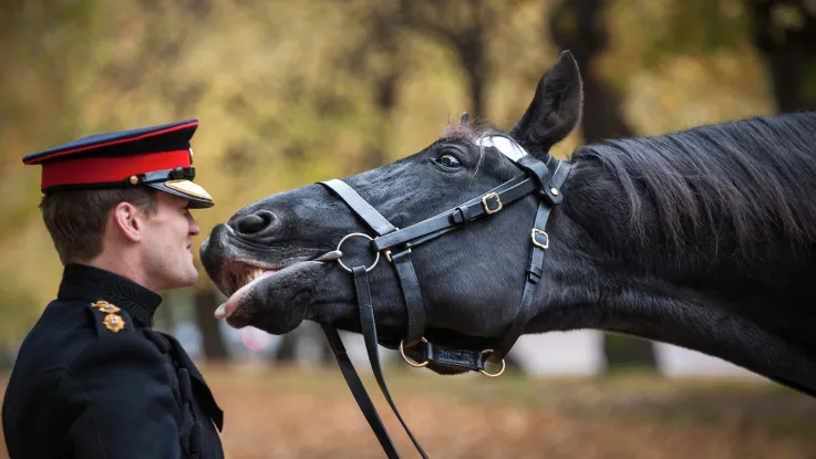 Thomas the cavalry horse, c2012