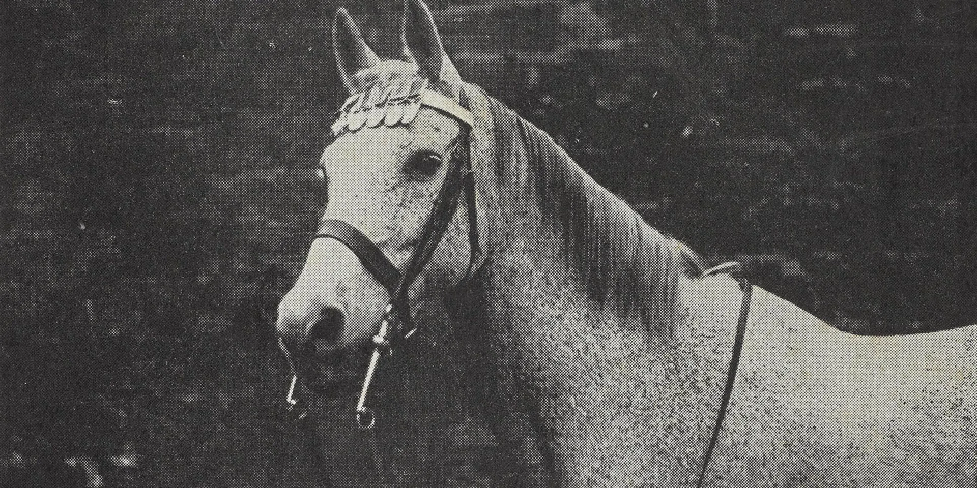 Ragtime aka ‘Raggie’ wearing his medals in 1931